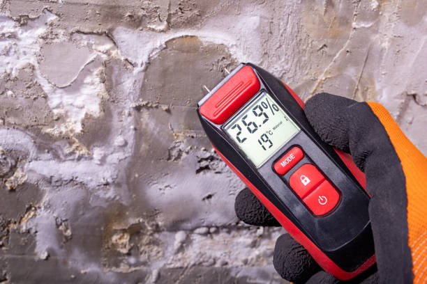 Best Emergency Mold Remediation in Cambridge, MN