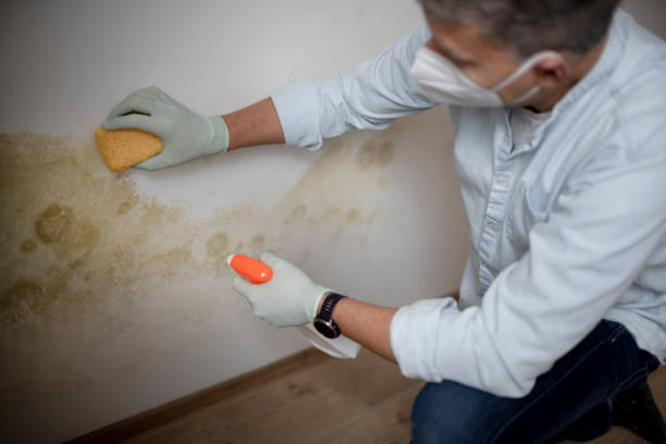 Best Emergency Mold Remediation in Cambridge, MN
