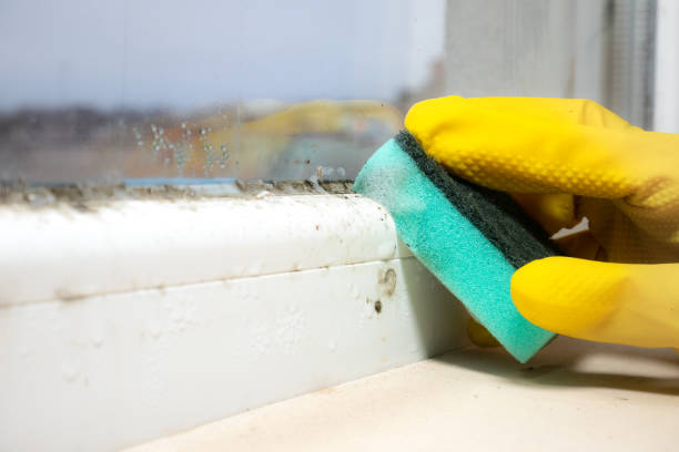 Best Insurance-Related Mold Remediation in Cambridge, MN