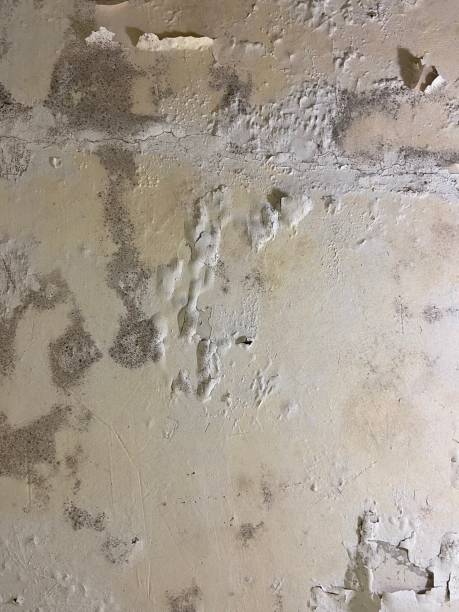 Best Basement Mold Remediation in Cambridge, MN