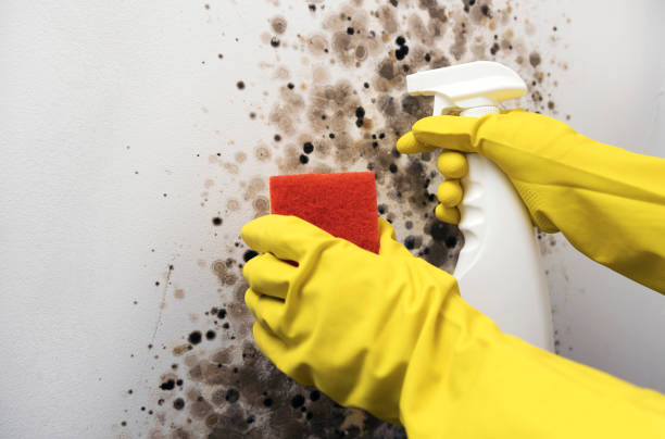 Best Post-Flood Mold Remediation in Cambridge, MN